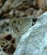 Butterflies: Large Wall Brown - Southwest Turkey (Lasiommata maera)